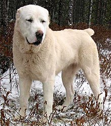 image:	Central Asian Shepherd Dog