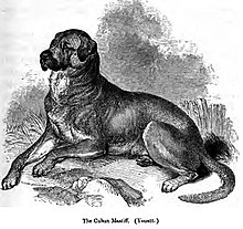 image:	Dogo Cubano(Cuban Bloodhound)