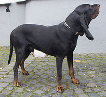 image:	American Black and Tan Coonhound