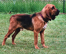 image:	Bloodhound