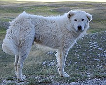 image:	Maremma Sheepdog