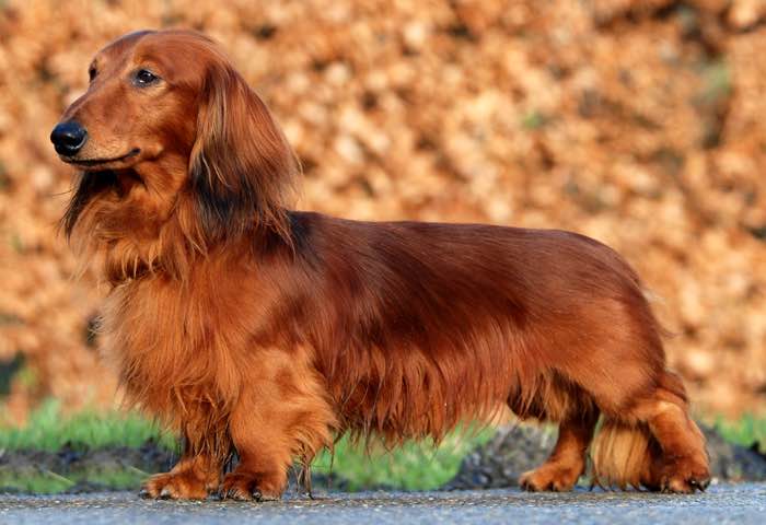 image:	Miniature Long-Haired Dachshund