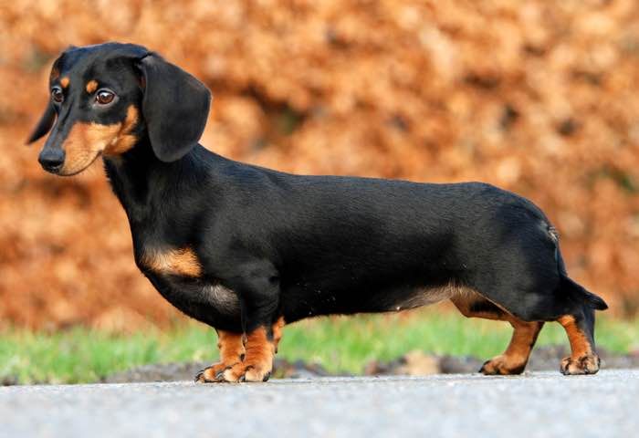 image:	Miniature Smooth-Haired Dachshund