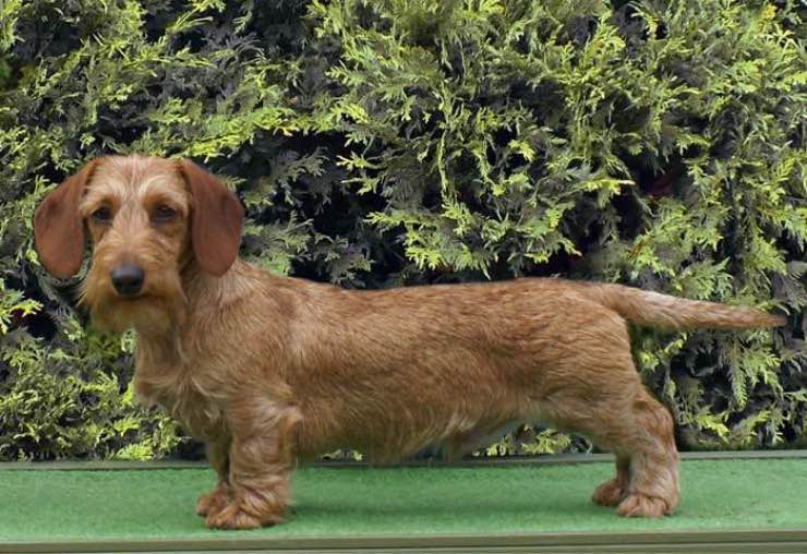 image:	Miniature Wire-Haired Dachshund