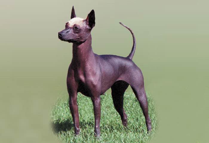 image:	Miniature Xoloitzcuintli(Miniature Mexican Hairless Dog)