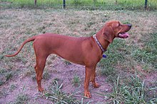 image:	Redbone Coonhound