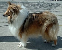 image:	Wire-Haired Collie