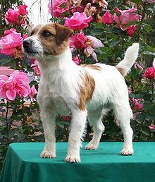 image:	Russell Terrier