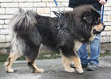 image:	Tibetan Mastiff
