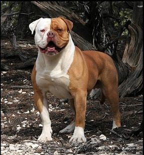 image:	American Bulldog