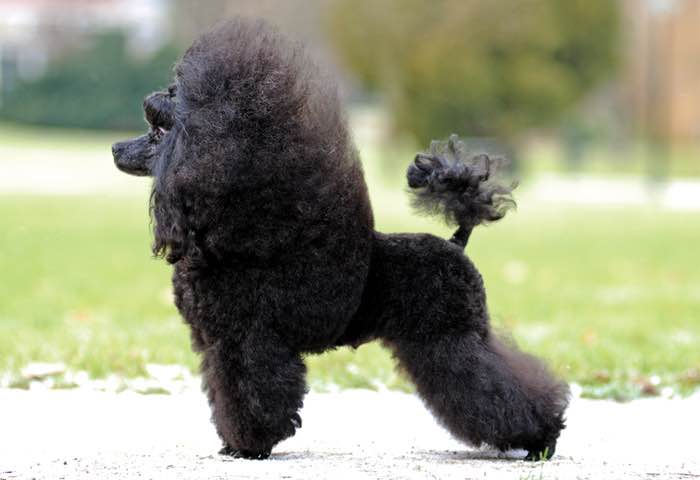 image:	Toy Poodle