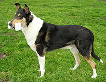 image:	Smooth-Haired Collie