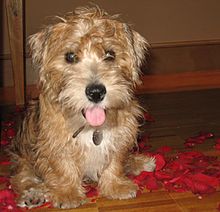 image:	Sporting Lucas Terrier