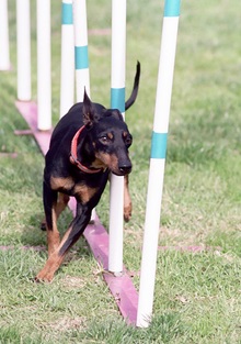 image:	Toy Manchester Terrier
