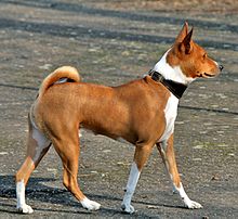 image:	Basenji(African Barkless Dog)