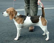 image:	English Beagle