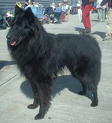 image:	Belgian Shepherd Dog