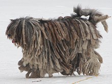image:	Bergamasco Shepherd Dog