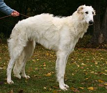 image:	Borzoi(Russian wolfhound)