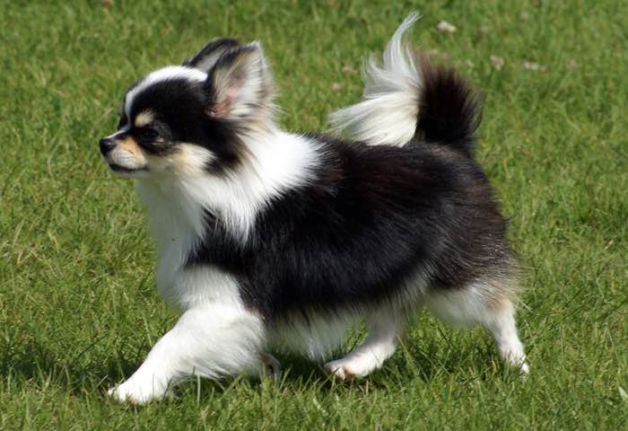 image:	Long-Coated Chihuahua