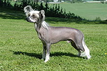 image:	Chinese Crested