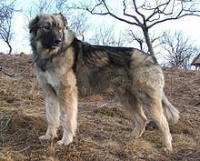 image:	Ciobanesc Romanesc Carpatin(Carpathian Shepherd Dog)