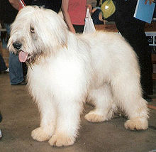 image:	Ciobanesc Romanesc Mioritic(Romanian Mioritic Shepherd Dog)