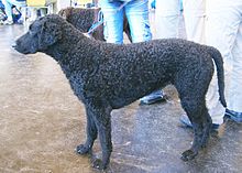image:	Curly-Coated Retriever
