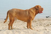 image:	Dogue de Bordeaux(French Mastiff)