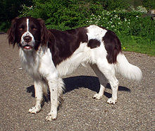 image:	Dutch Shepherd Dog