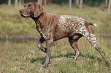 image:	German Short-Haired  Pointer