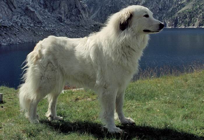 image:	Great Pyrenees