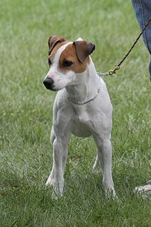image:	Jack Russell Terrier
