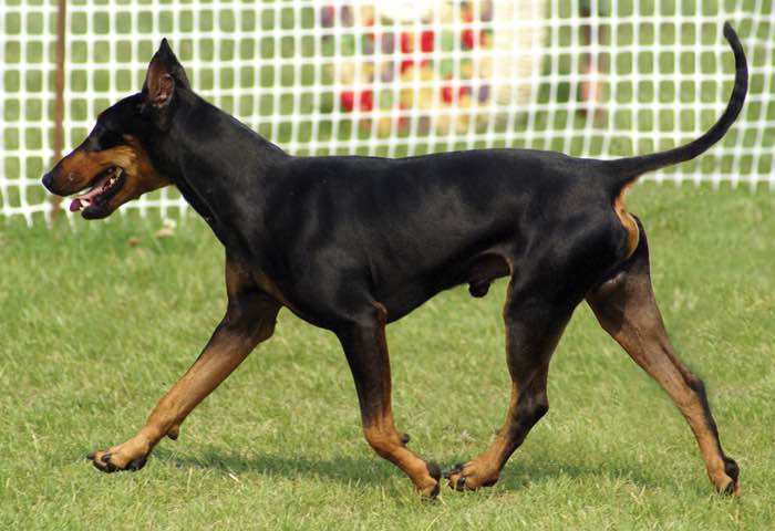 image:	Manchester Terrier