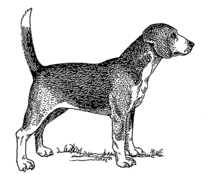image:	North Country Beagle