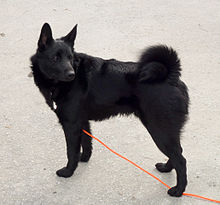 image:	Norwegian Elkhound Black