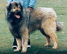 image:	Sarplaninac(Yugoslavian Shepherd Dog)