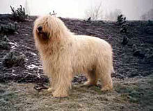 image:	South Russian Shepherd Dog