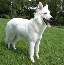 image:	White Shepherd Dog