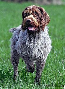 image:	Wire-Haired Pointing Griffon