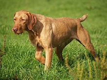 image:	Wire-Haired Vizsla